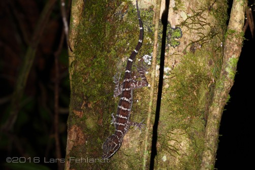 Cyrtodactylus consobrinus (PETERS 1871)