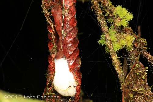breeding pair of Leptomantis gauni former Rhacophorus gauni of Sarawak / Borneo