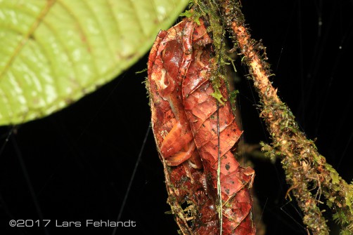 male of Leptomantis gauni former Rhacophorus gauni of Sarawak / Borneo