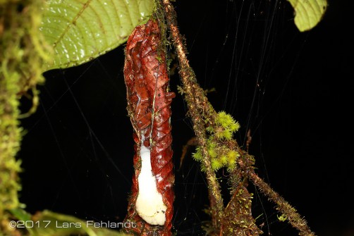 female and foam nest of Leptomantis gauni former Rhacophorus gauni of Sarawak / Borneo