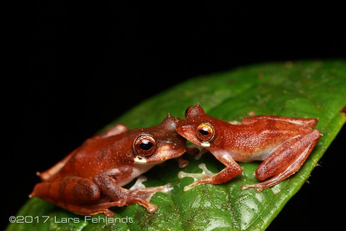 female and male Leptomantis gauni former Rhacophorus gauni of Sarawak / Borneo