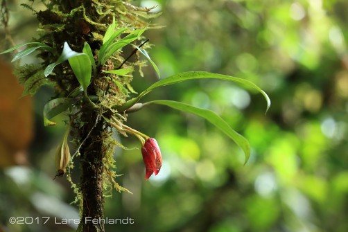 Bulbophyllum sanguineomaculatum