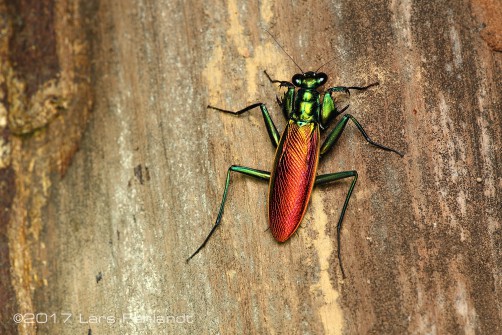 Iridescent bark mantis - Metallyticus splendidus of Sarawak / Borneo
