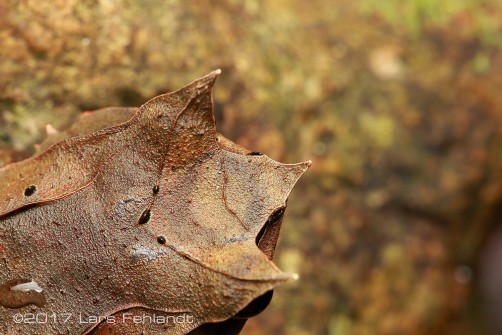 Megophrys nasuta