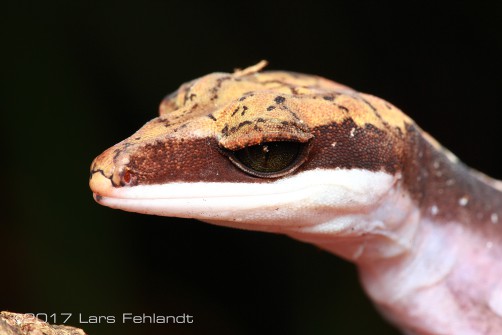 Aeluroscalabotes felinus