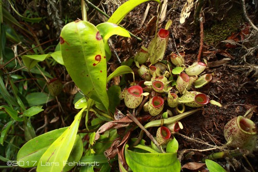 Nepenthes ampullaria "green speckle, hot lips"