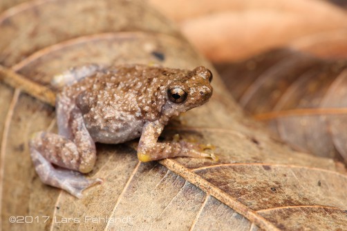 Metaphrynella sundana