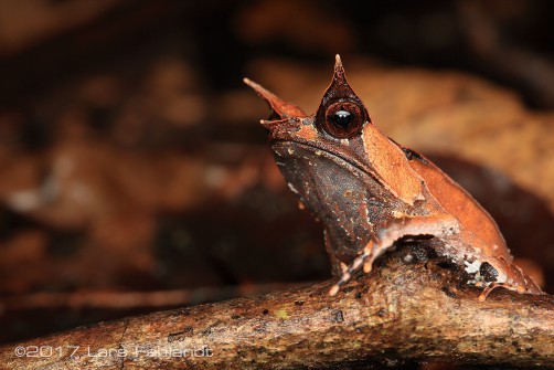subadult Megophrys nasuta