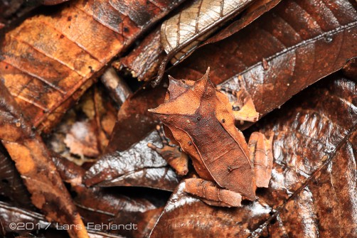 subadult Megophrys nasuta