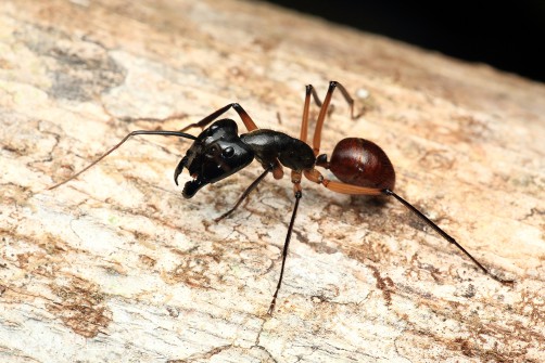 Dinomyrmex gigas borneensis