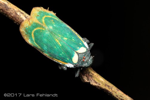 eurybrachidae serian