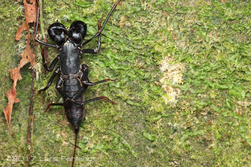 uropygi gunung santubong