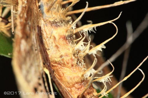 Cordyceps infected moth