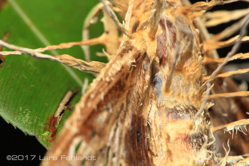 Cordyceps infected moth