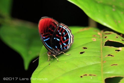 Paralaxita damajanti