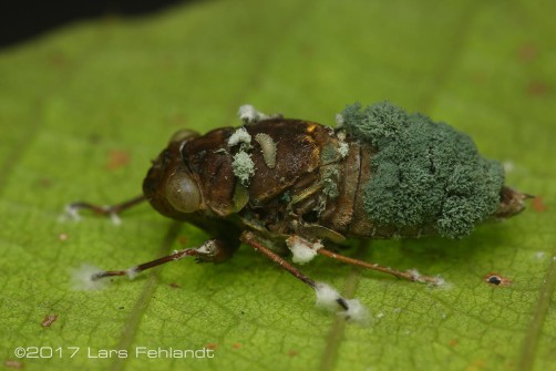 cicada infected by cordyceps