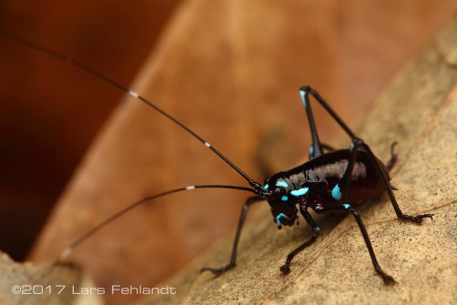 Scambophyllum spec. Borneo