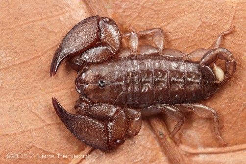 Liocheles australasiae (Fabricius, 1775)