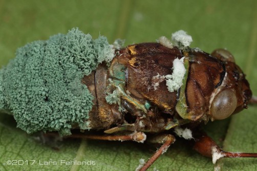 cicada infected by cordyceps