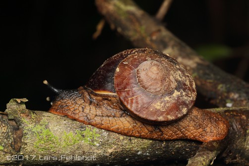 Bertia brookei from central Sarawak / Borneo
