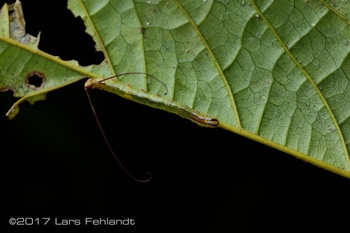 Caterpillar Notodontidae, south Sarawak / Borneo