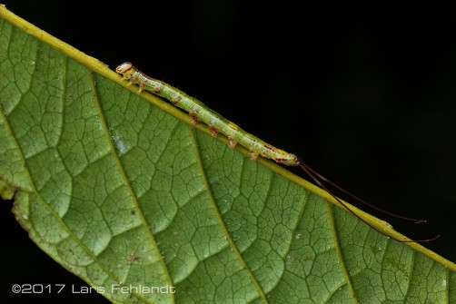 Caterpillar, south Sarawak 48m ASL, secondary Forest