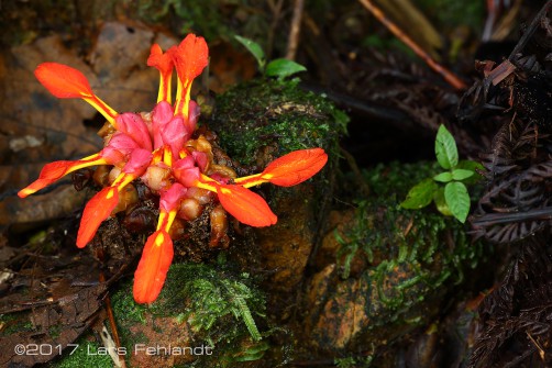 Etlingera coccinea south Sarawak