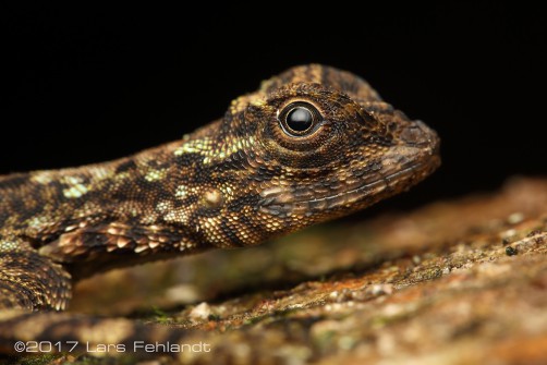Draco quinquefasciatus / Borneo