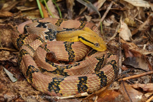 Boiga cynodon / Borneo