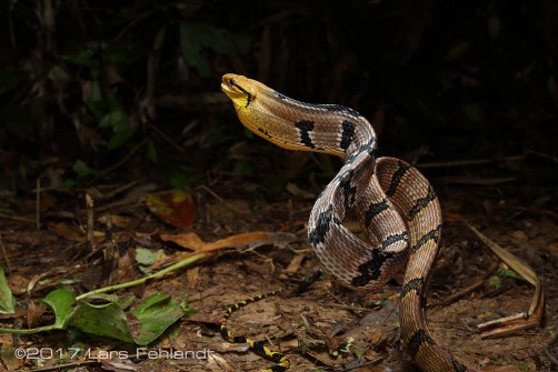 Boiga cynodon / Borneo
