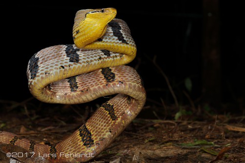Boiga cynodon / Borneo