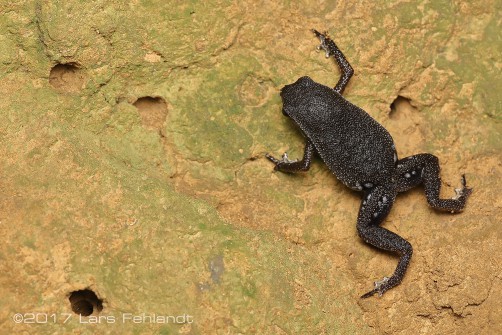 Kalophrynus spec. PNJ Borneo