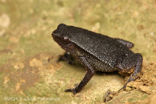 Kalophrynus spec. PNJ Borneo