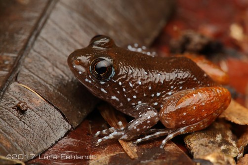 Limnonectes cintalubang / Borneo