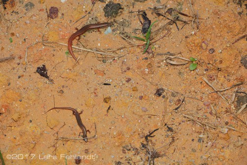 Lygosoma bowringii - Sarawak / Borneo