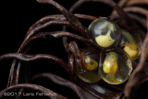 Philautus tectus egg clutch