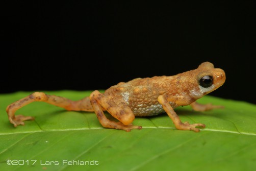 Pelophryne signata - Bau Area Borneo