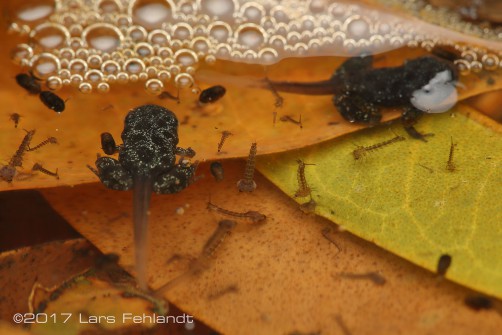 Chaperina fusca - Bau-Area Borneo