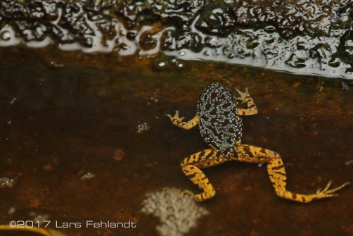 Chaperina fusca - Bau-Area Borneo