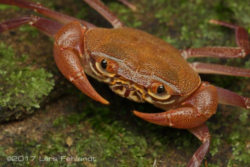 Isolapotamon bauense - Sarawak / Borneo