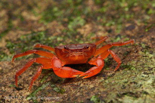 Ibanum pilimanus - Borneo