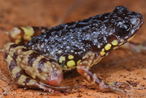 Chaperina fusca Mocquard, 1892