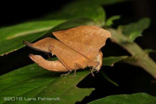 Chorotypus sp. Sarawak Borneo