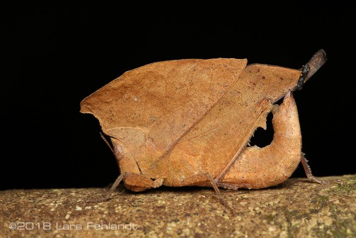Chorotypus sp. Sarawak Borneo