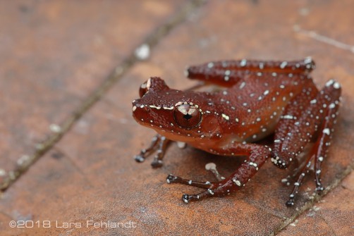 Nyctixalus pictus (Peters, 1871) from central Sarawak / Borneo