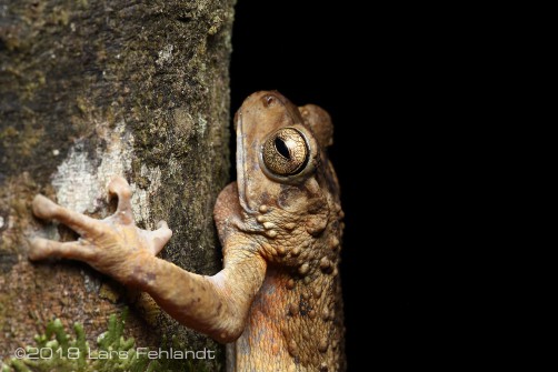 male of Rentapia hosii, Sarawak / Borneo