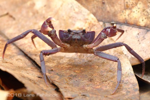 Arachnothelphusa sp. Sabah / Borneo