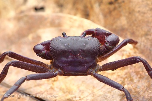 Arachnothelphusa sp. Sabah / Borneo