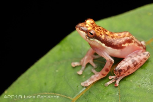 Feihyla inexpectata former Chiromantis inexpectatus from Sabah / Borneo