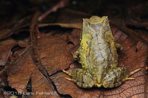 Xenophrys baluensis from Sabah / Borneo